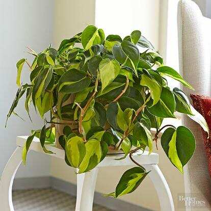 The Air-Purifying Indoor Houseplants