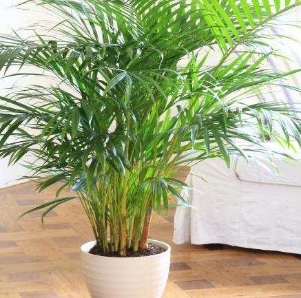 The Air-Purifying Indoor Houseplants