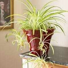 The Air-Purifying Indoor Houseplants