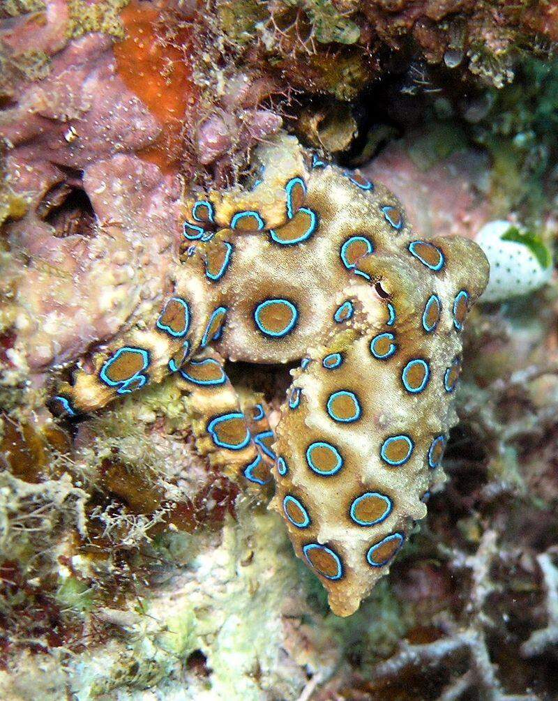 The Blue-ringed octopus is one of the world’s most venomous marine animals!