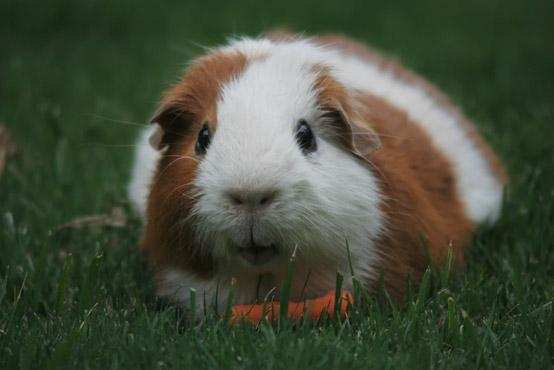 Why is it illegal to own one guinea pig in Switzerland?