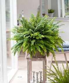 The Air-Purifying Indoor Houseplants