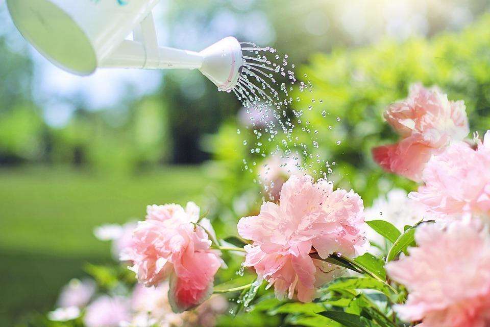Here’s How To Water Your Plants The Right Way