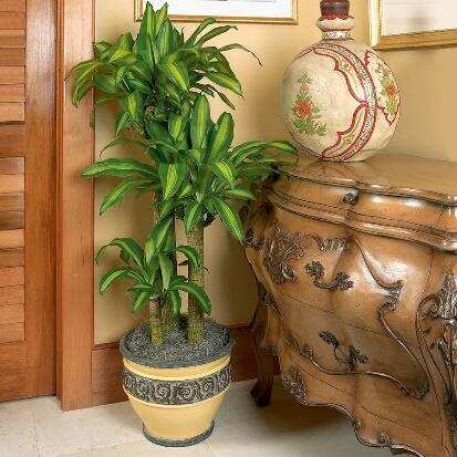 The Air-Purifying Indoor Houseplants