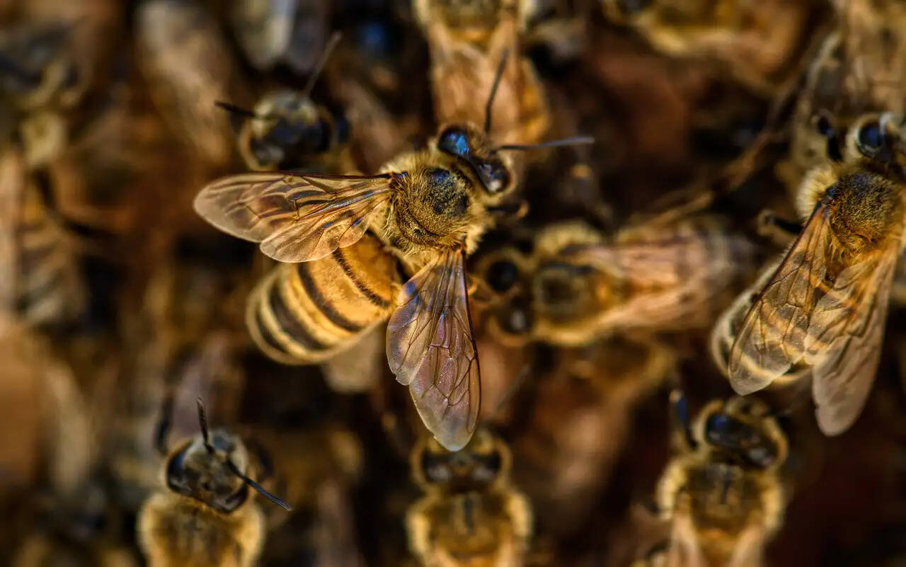 beehive