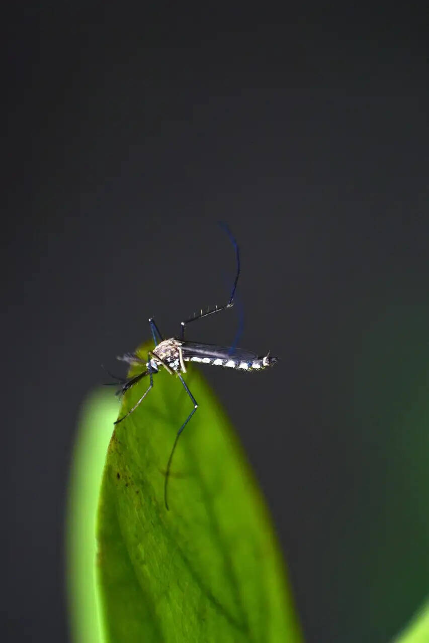 dengue vaccine