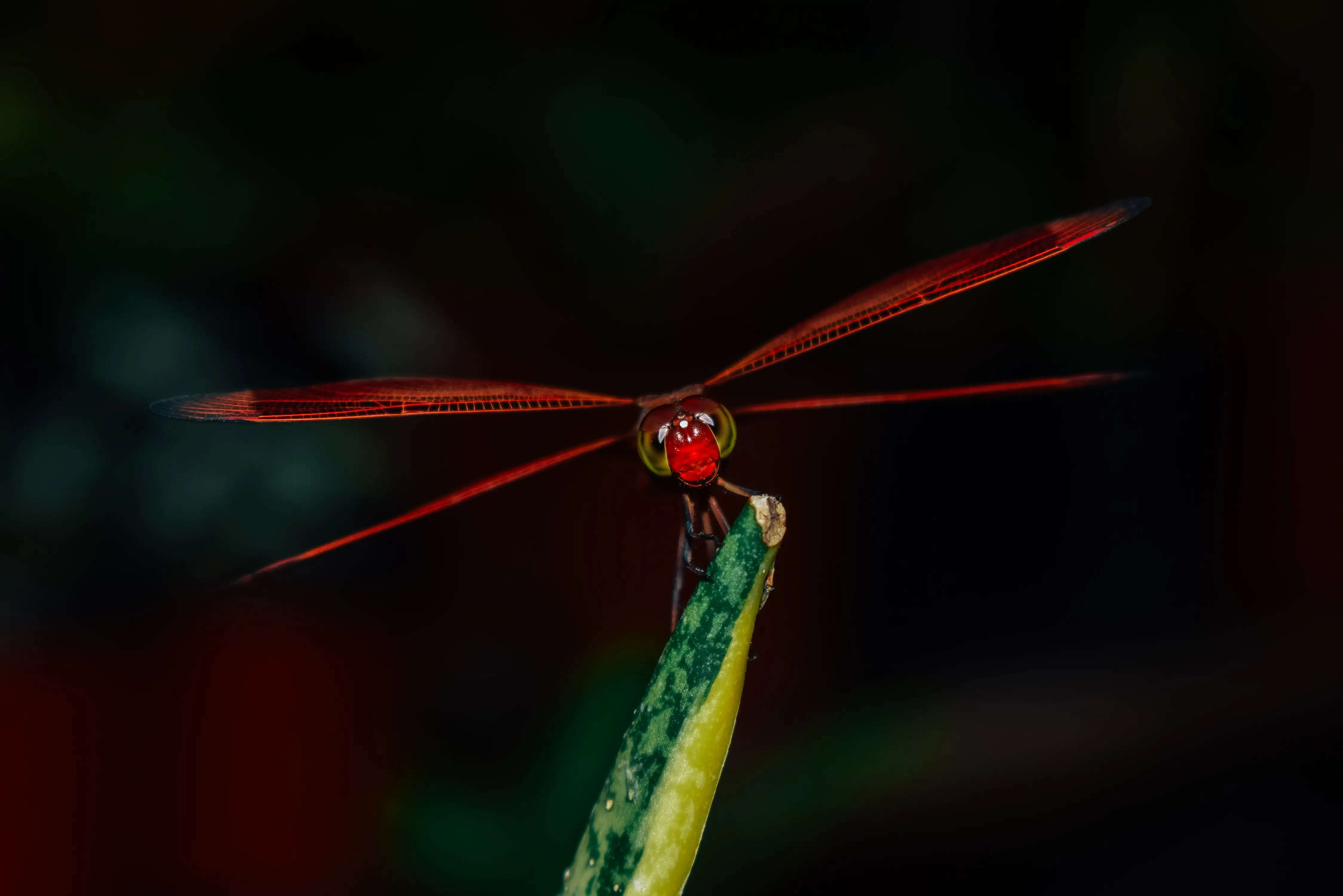 charlvera-dragonfly-5957597 