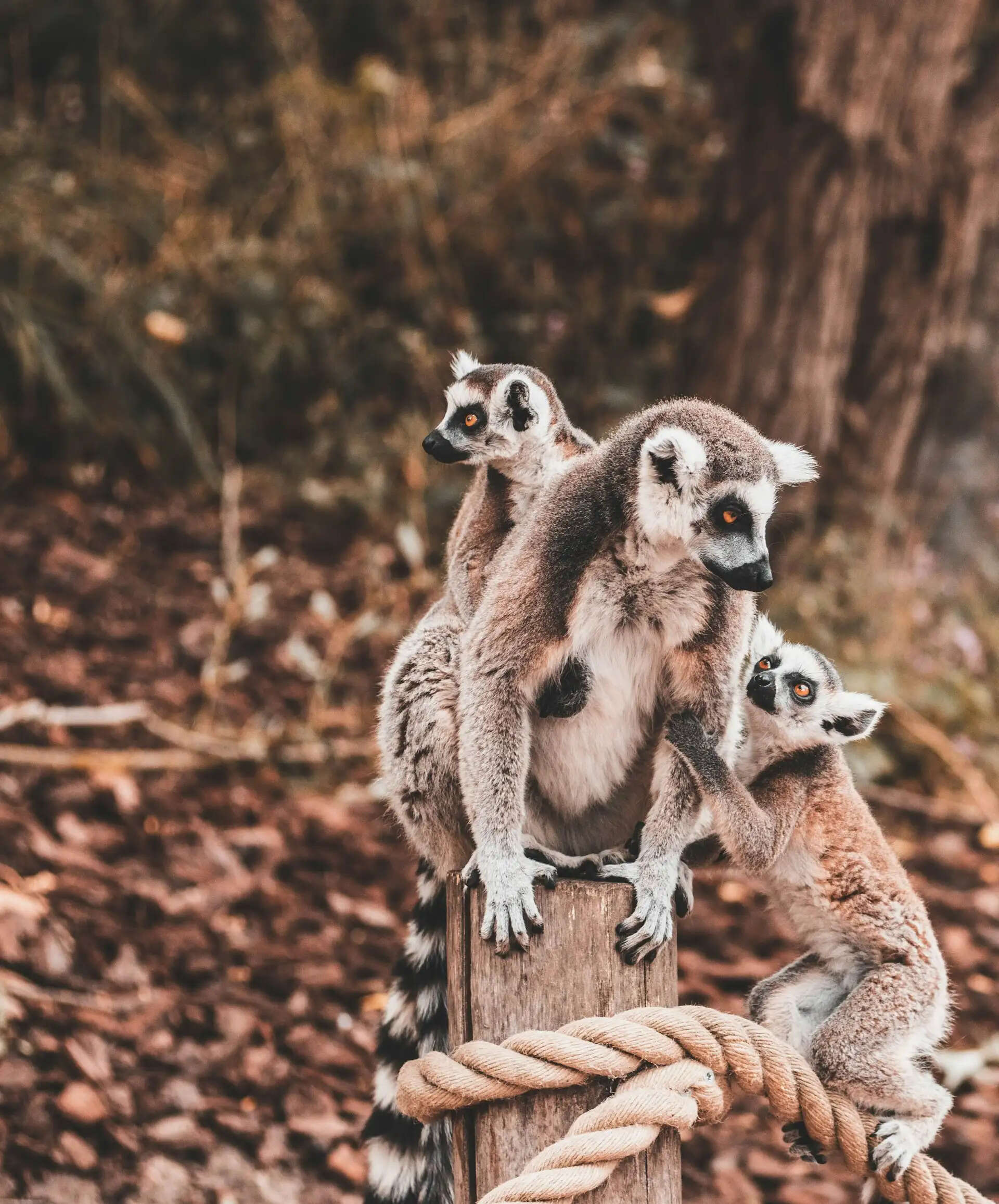 madagascar