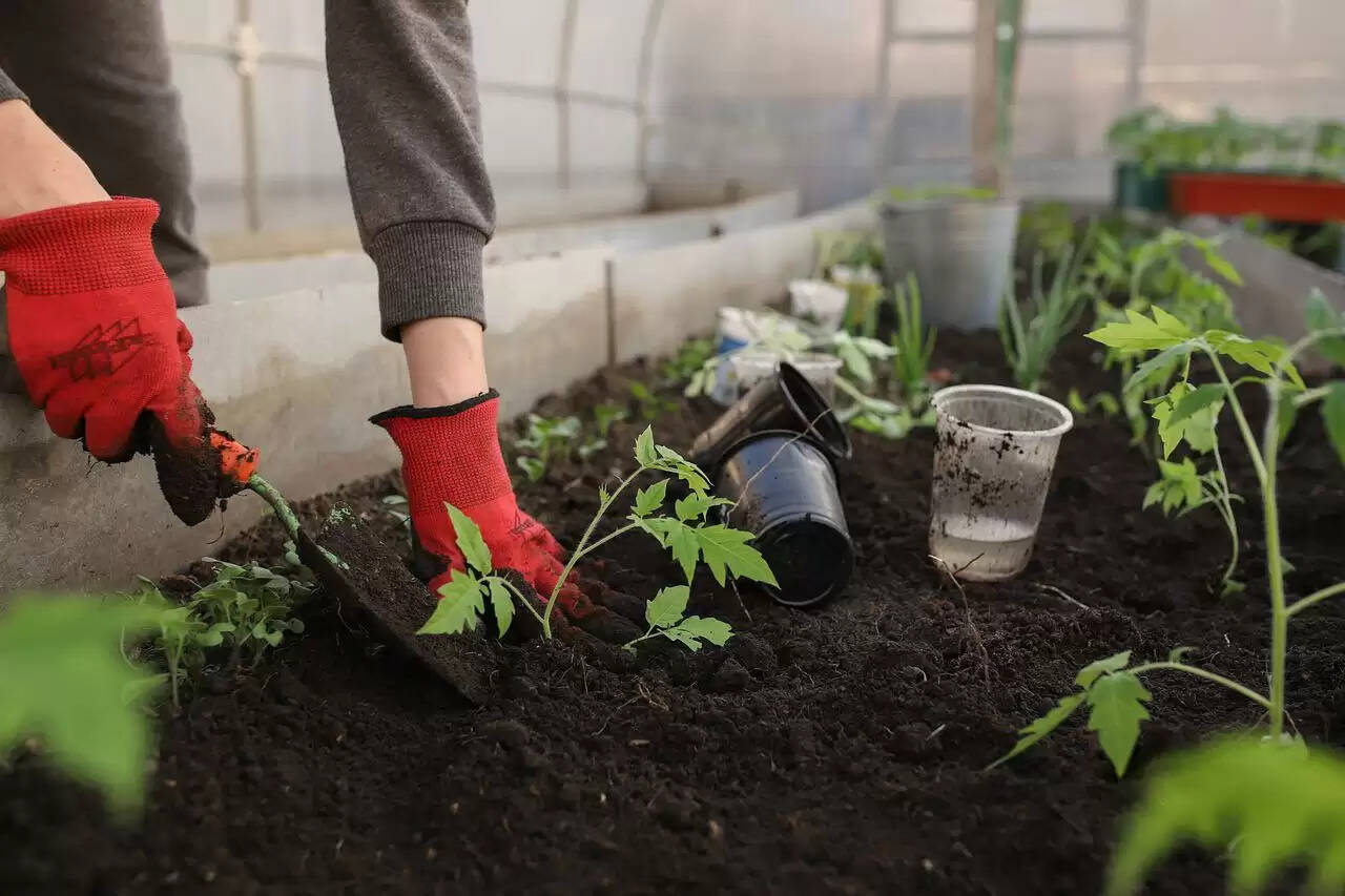 low Carbon garden