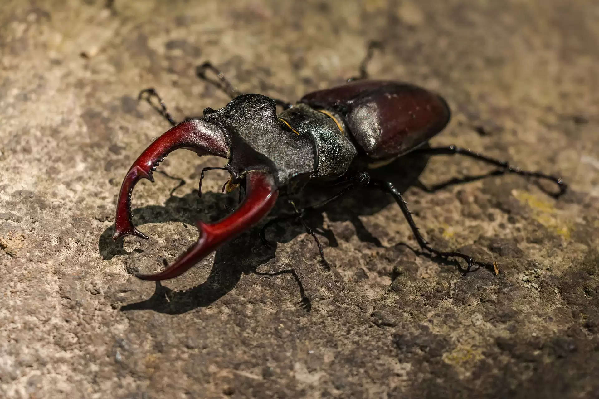 stag-beetle-383984_1920 