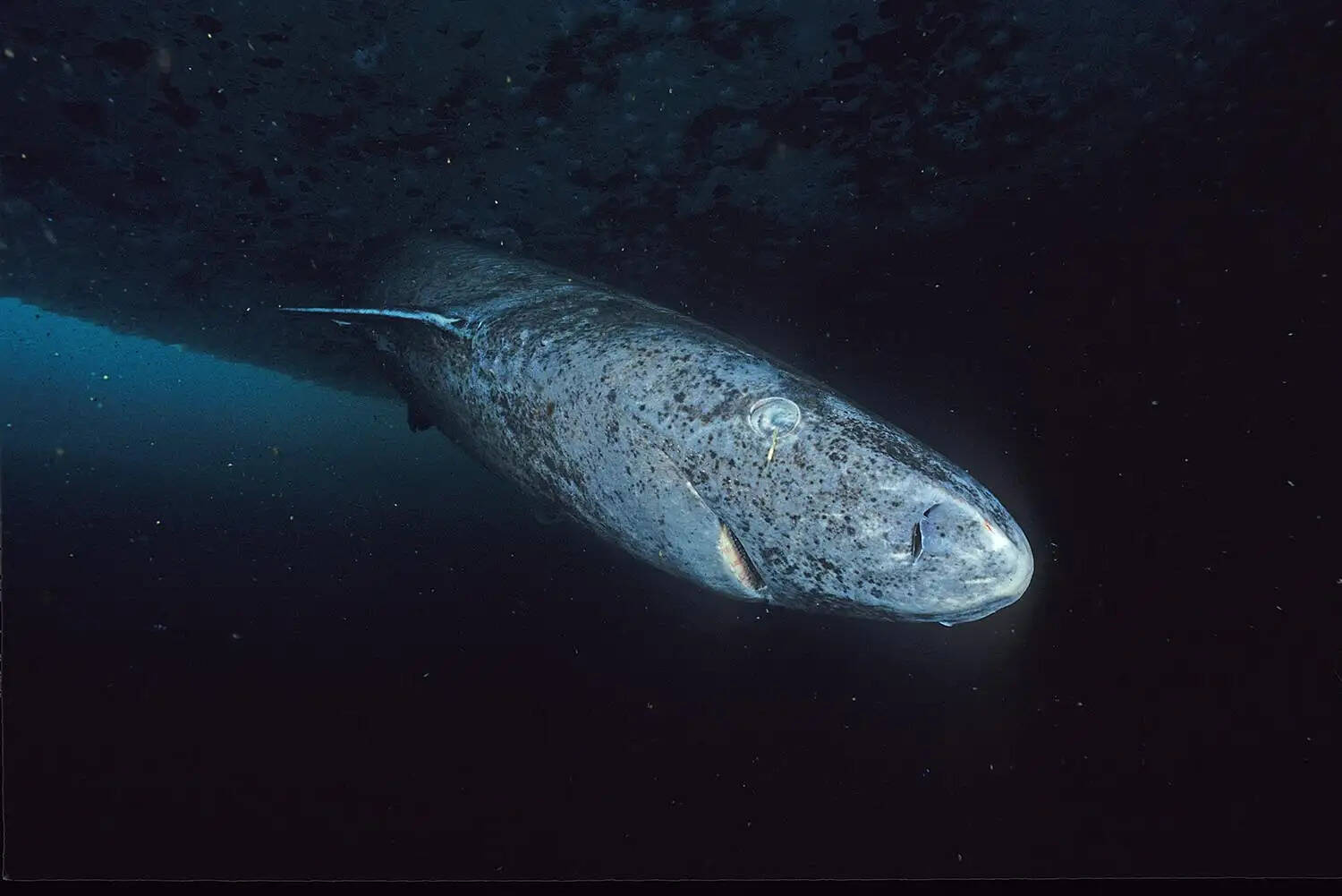 Greeland Shark
