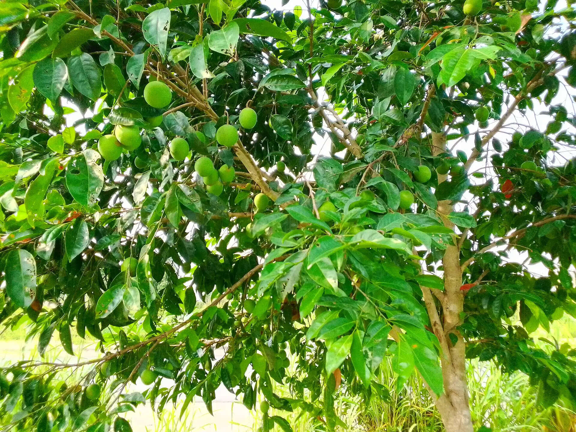 Dika nut